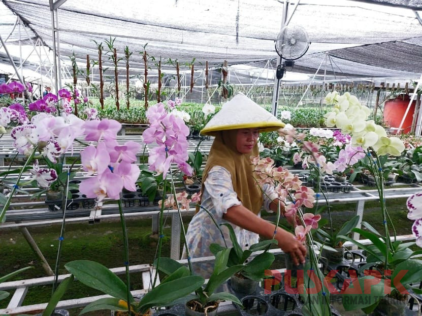 Bharata Herbalku | Testimoni Produk Prefilax Bharata